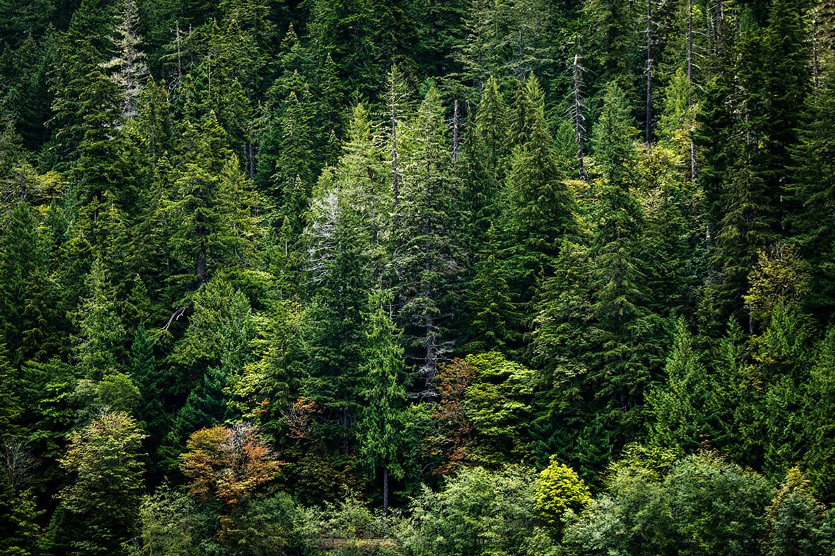 Forêt de conifères toujours verts, symbolisant la durabilité du contenu Evergreen