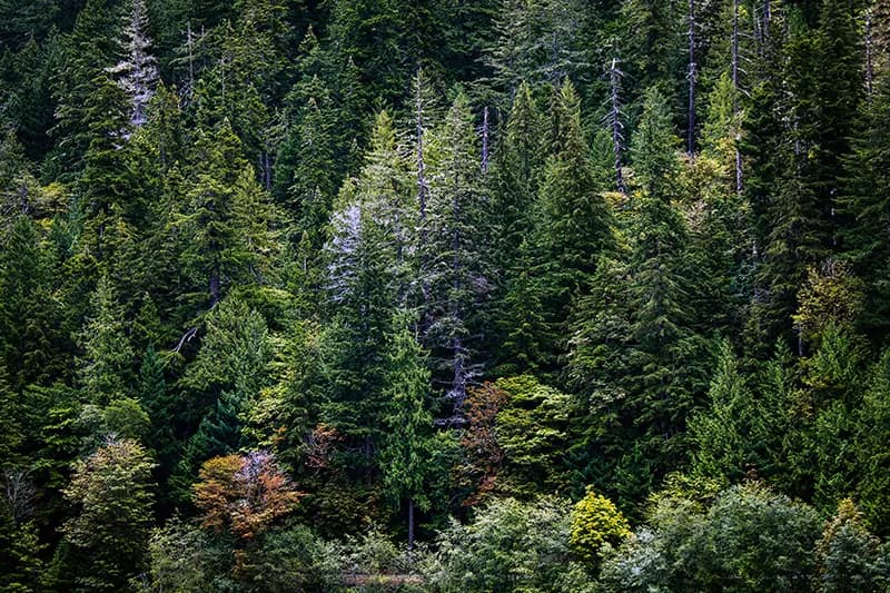 Forêt de conifères toujours verts, symbolisant la durabilité du contenu Evergreen