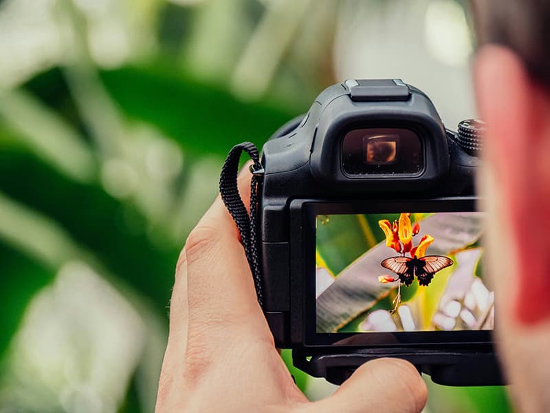 Outil de recadrage photographique en action, illustrant la précision du crop intelligent